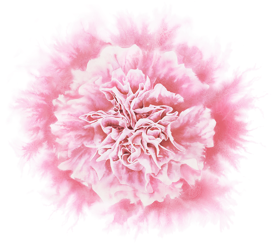 Flower Illustration